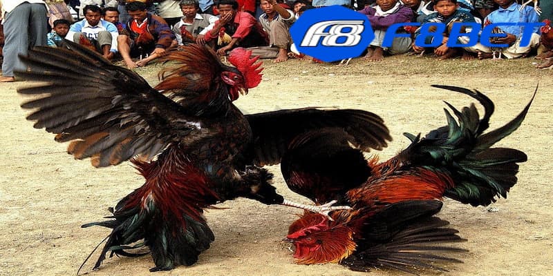 Các chiến lược vào kèo cách đá gà trên mạng từ các cao thủ