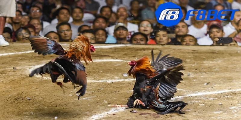 Khái quát về hình thức đá gà F8bet
