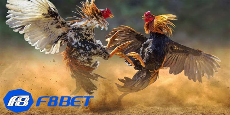 Những điểm nổi bật tại sảnh đá gà F8bet