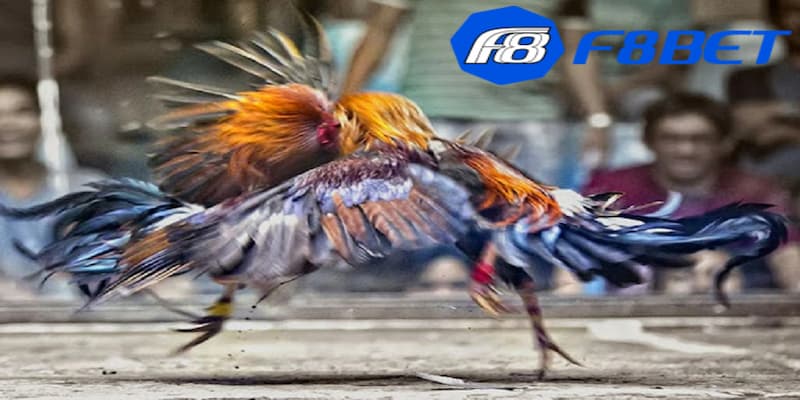 Kinh nghiệm chơi đá gà hiệu quả từ các cao thủ