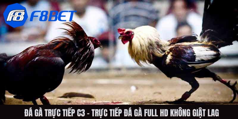 Đá gà trực tiếp C3 là gì?