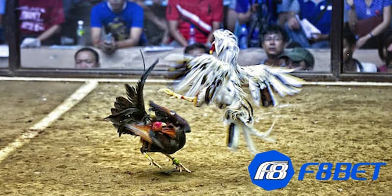 Chi tiết điều cơ bản về luật chơi đá gà trực tiếp C3