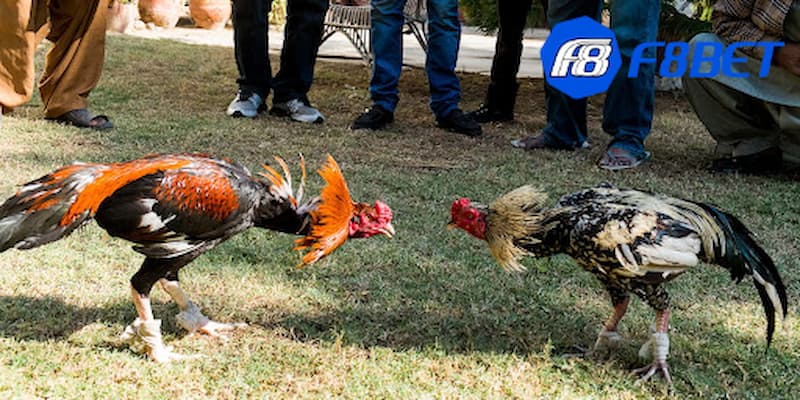 Đá gà trực tiếp thomo Campuchia là gì?
